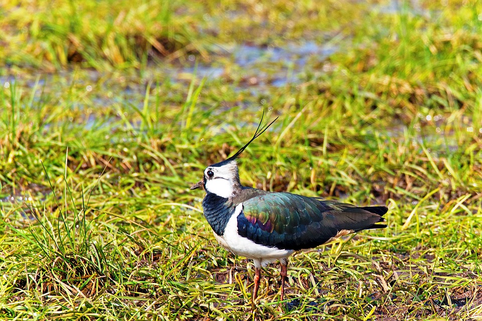 lapwing-1668958_960_720