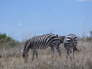 Zebra manage to look plump and to feed, even in very dry areas