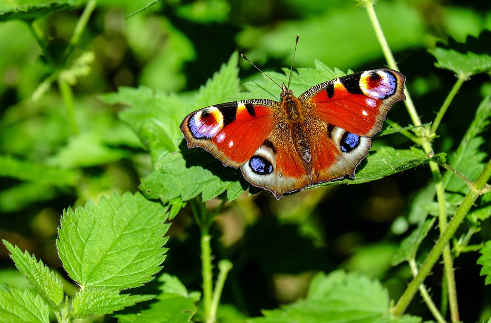 Are you ready to take part in the big butterfly&nbsp;count?
