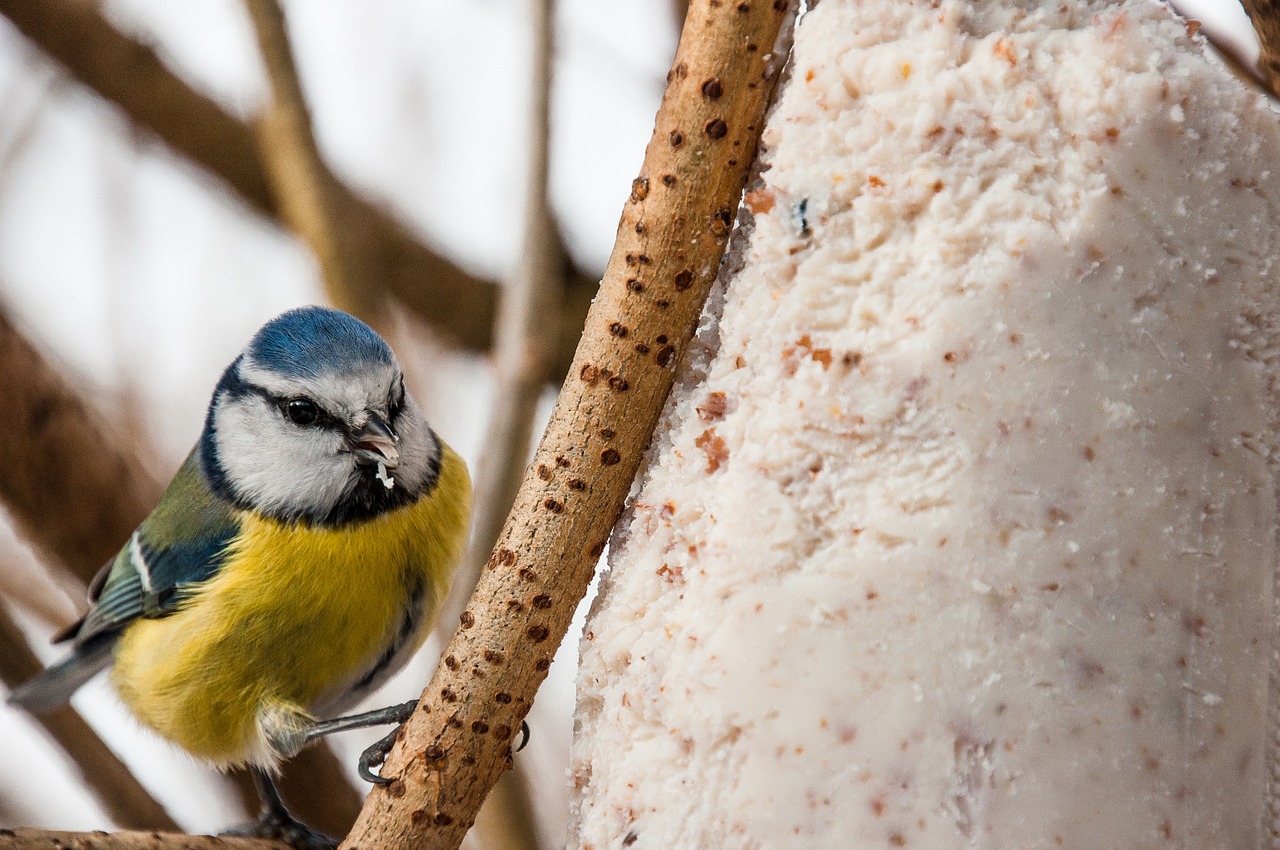 blue-tit-654758_1280