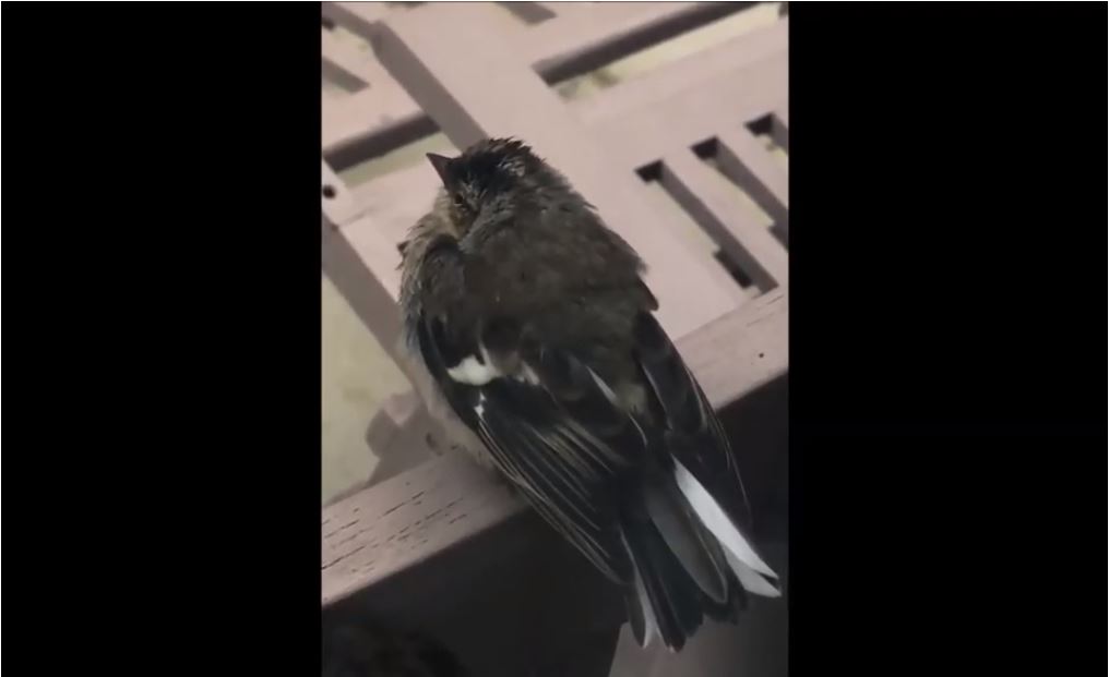 Fledgling Chaffinch calls for&nbsp;parents