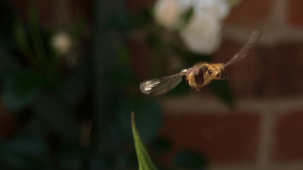 Hoverflies: the sheep in wolf’s&nbsp;clothing