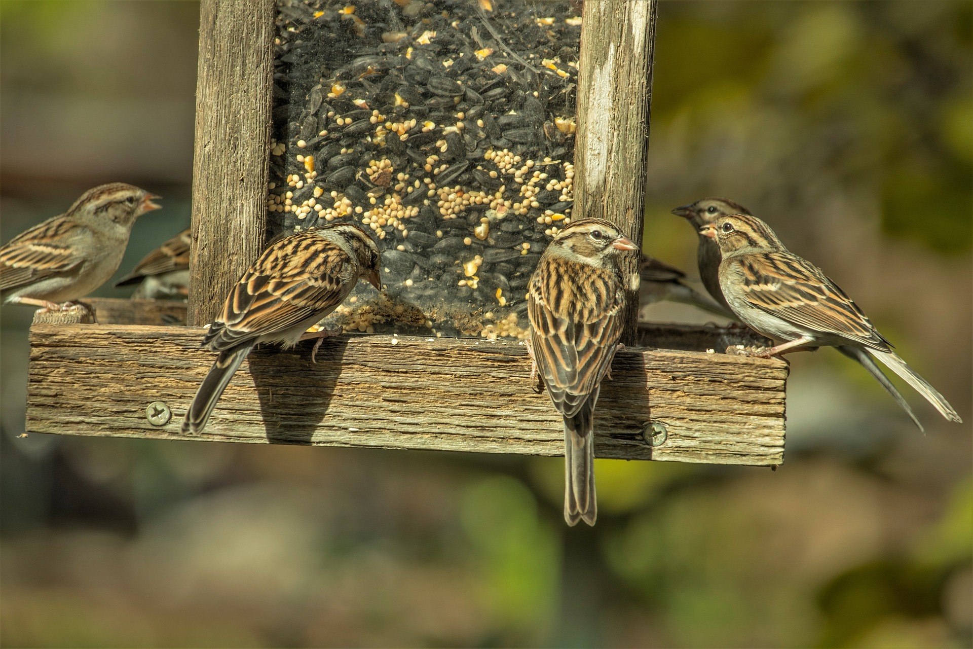sparrows-3881399_1920.jpg