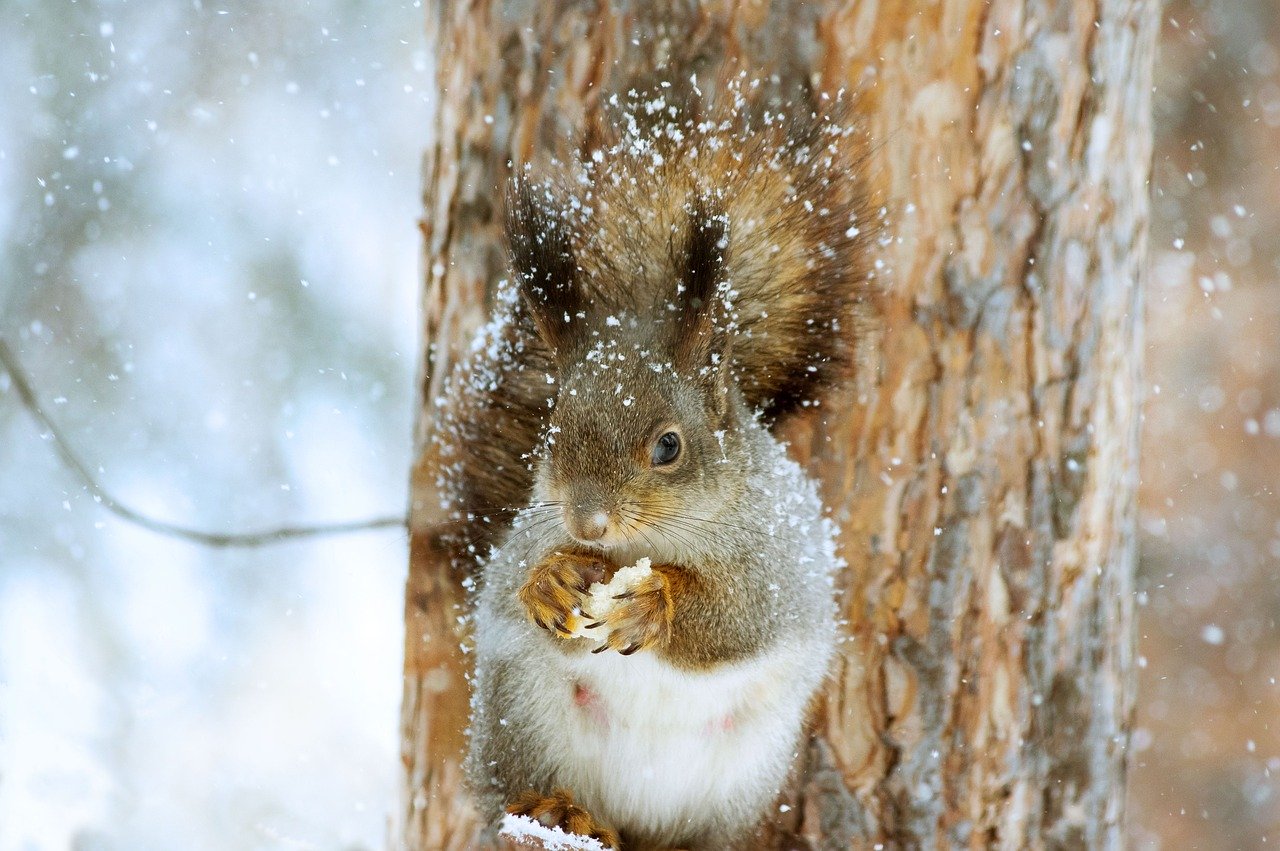 squirrel-4700919_1280