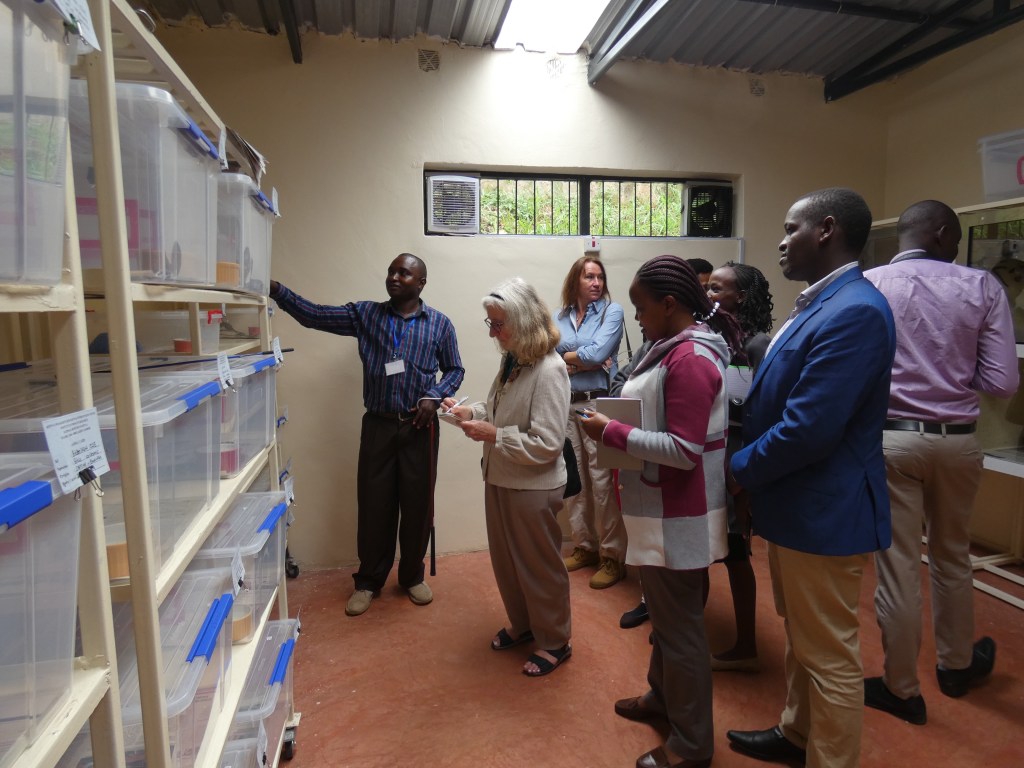 Charming Snakes by Dr Valerie Jeffries