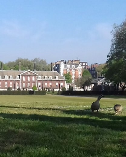 200423 Geese at the Royal Hospital
