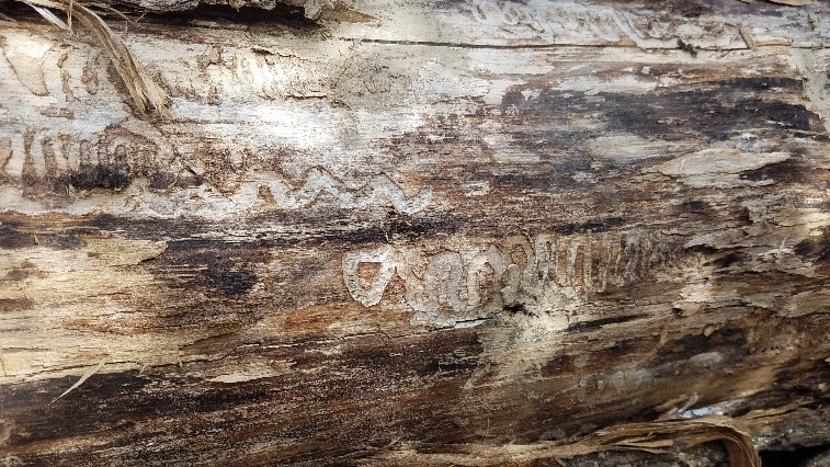 Beetle damage – Patterns in bark