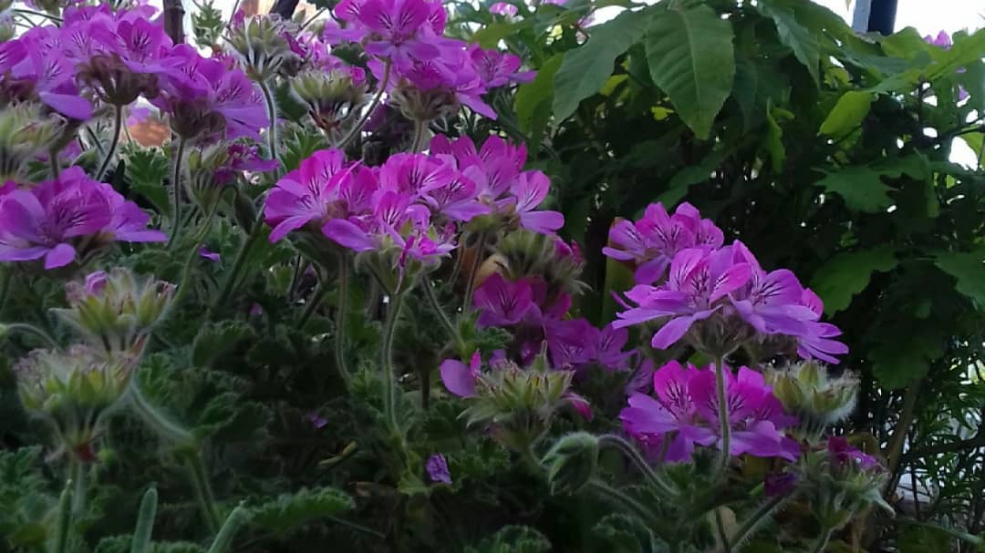 200517 Pelargonium