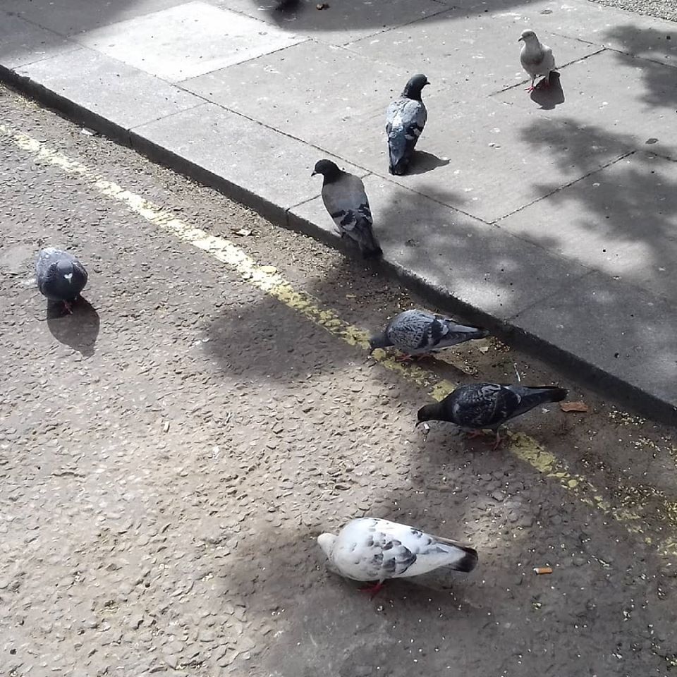 205018 pigeons