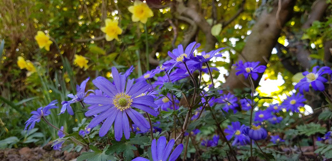 Anemone blanda in front of daffodils