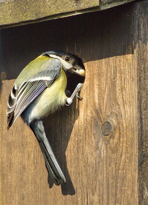 great-tit-1164947_960_720