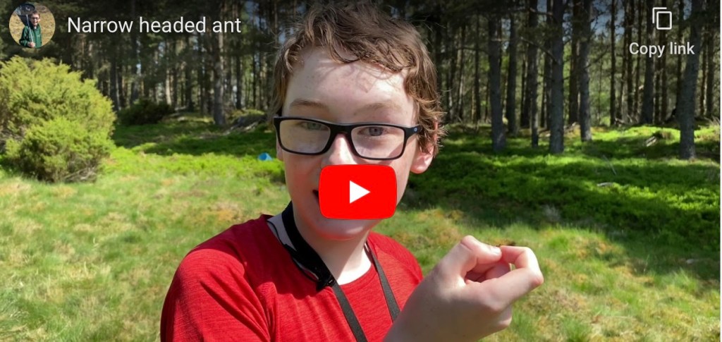 Introducing ‘AntBoy’ – with superpowers of the entomology kind!