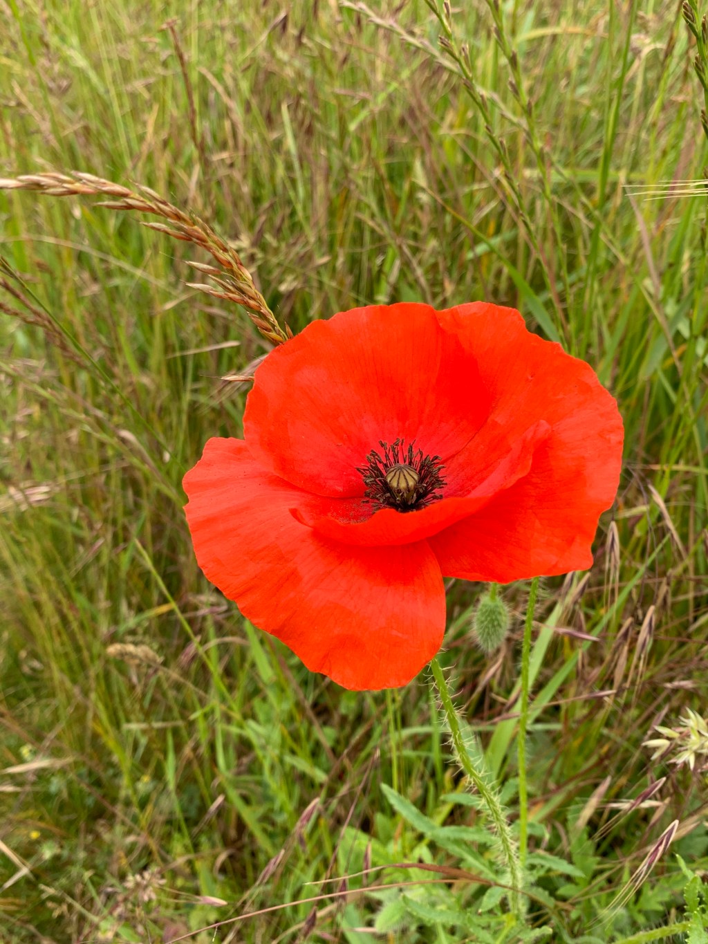 A bee in slow motion on a practically perfect&nbsp;poppy