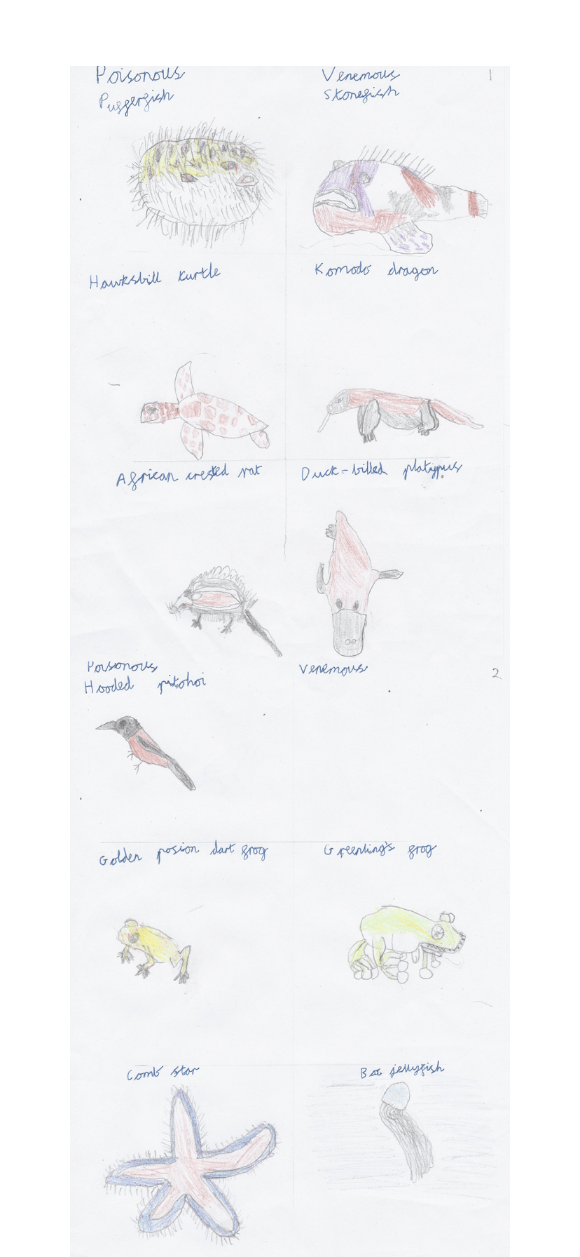 “The Ocelot” by Rowan Allen (age&nbsp;8)