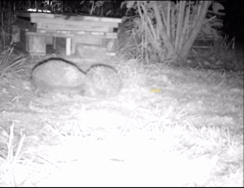 An entertaining short video relating to a social distance dispute (hedgehogs!), but first –&nbsp;moths: