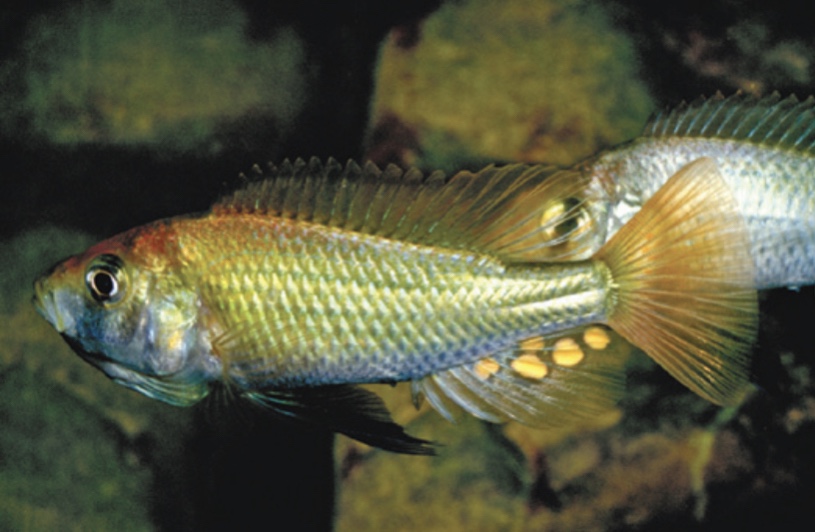 THE FISHES’ TALE. Part II : RESURGENCE – FFON. The Frightened Face of ...