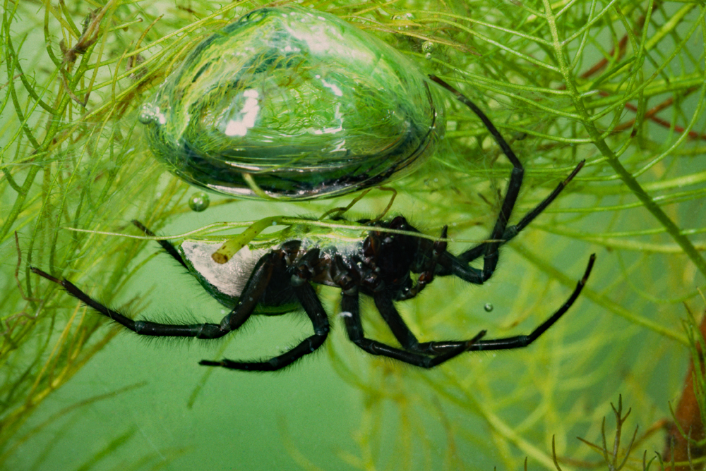 The Water Spider: An Enigma Beneath the&nbsp;Surface