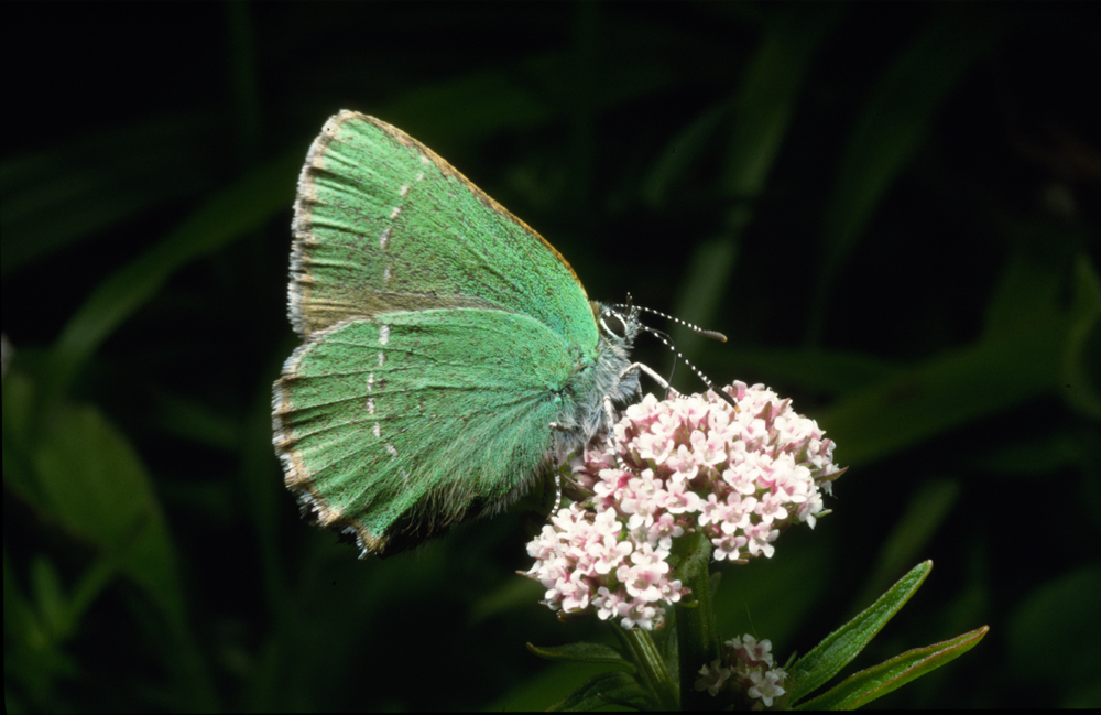 Where Have All Our Butterflies&nbsp;Gone?