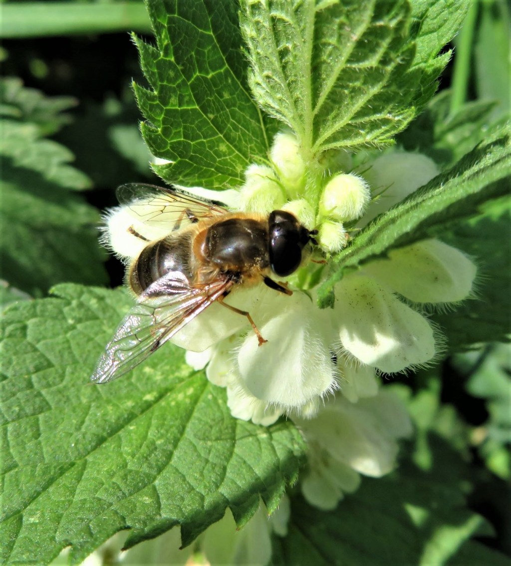 Norfolk Nature Notes, May 2021