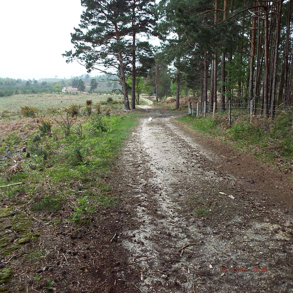 Military Land – A Conservation Success. By Graham&nbsp;Wellstead.