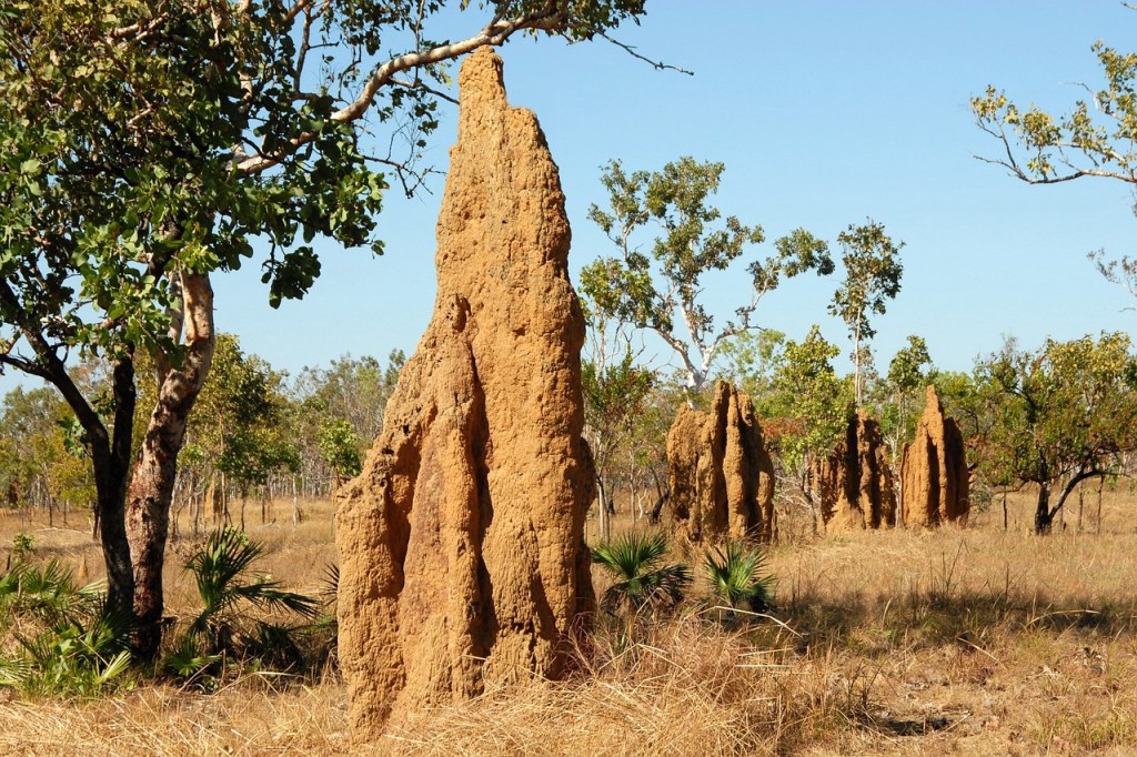 Q12: What Can We Learn from Termites About Sustainable Living?